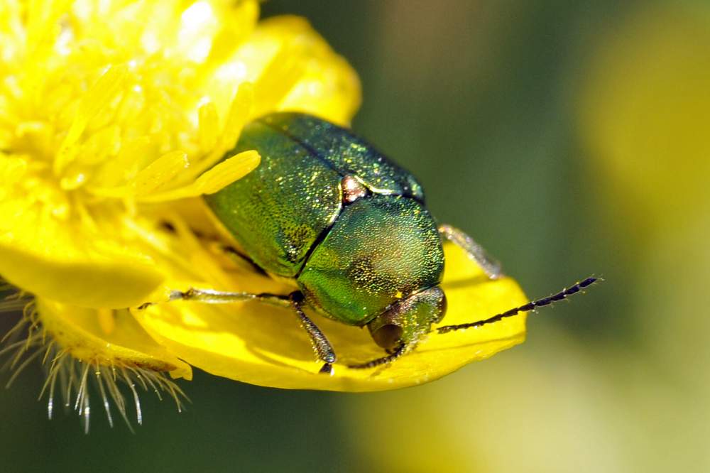 Conferma per Gastrophysa viridula - no, Cryptocephalus sp.